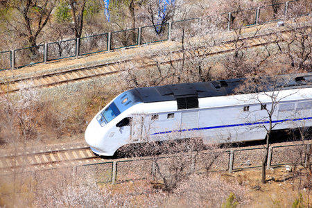 train pass through the forest
