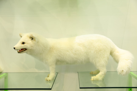 A white fox close-upの写真素材