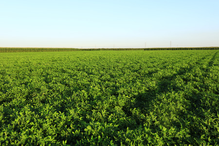 The peanut growing in the fieldの写真素材