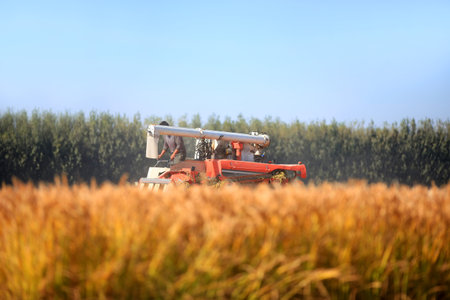 Harvester machine is harvesting ripe rice