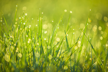The grass in the morning, covered with dewの写真素材