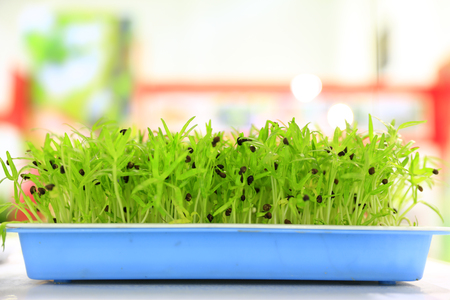 Sprouts are growing close-upの写真素材