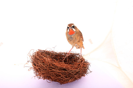 Luscinia calliope, white background, close-upの写真素材