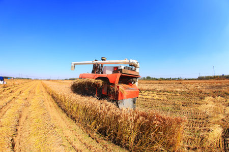 Harvester machine is harvesting ripe rice