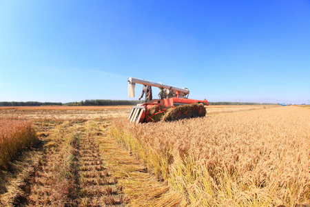 Harvester machine is harvesting ripe rice