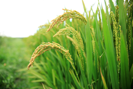 Rice paddies, rice growingの写真素材