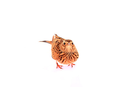A bird on a white background