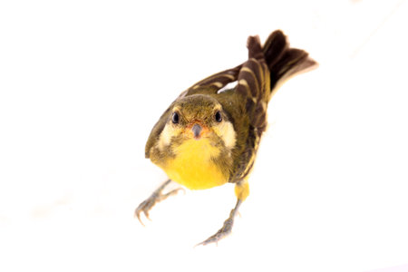 A bird on a white backgroundの写真素材