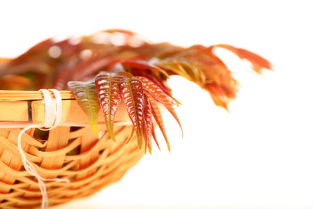 Toona sinensis in white background
