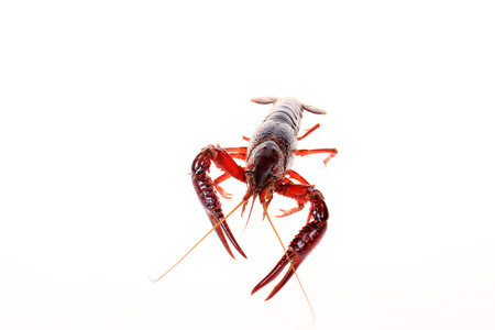 Crayfish  isolated on white background