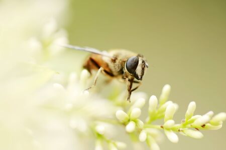 Honey bees on the flowers, close-upの写真素材