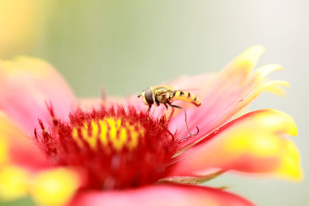 Syrphid flies on a leaf, close-up