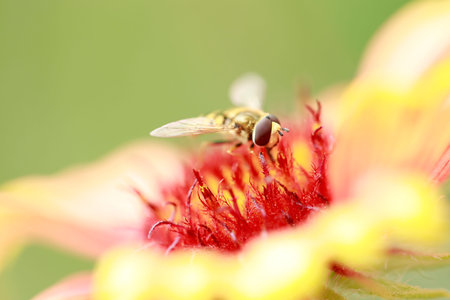 Syrphid flies on a leaf, close-up