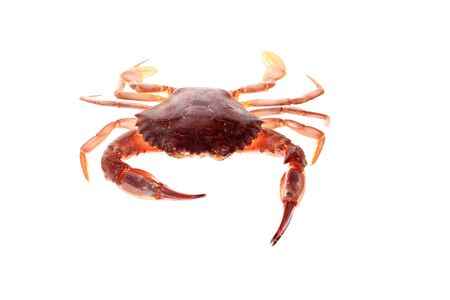 Crab isolated on white background. Fresh seafood.の写真素材