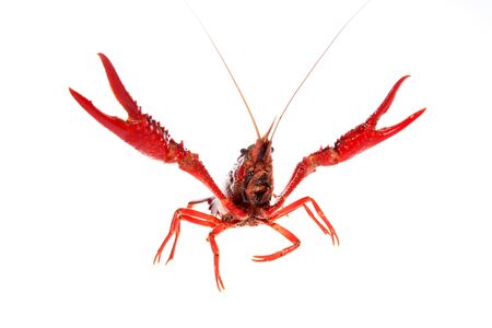 Crawfish isolated on white backgroundの写真素材