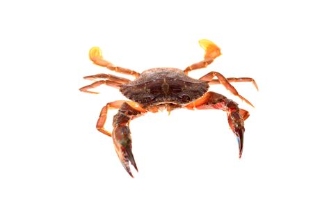 Crab isolated on white background. Fresh seafood.の写真素材