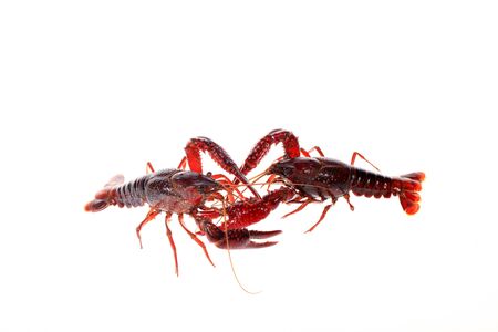 Crayfish isolated on white backgroundの写真素材