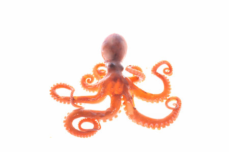 Octopus on a white backgroundの写真素材