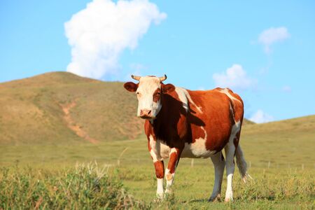 A cow on the grasslandの写真素材