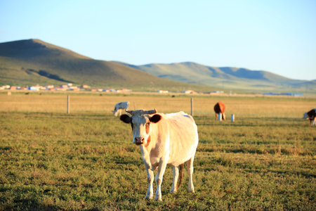 A cow on the grasslandの写真素材