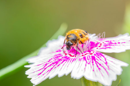 Oxycetonia jucunda, closeup honey bee in the flowers