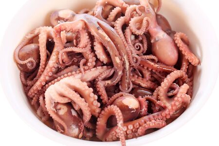 Octopus on a white backgroundの写真素材