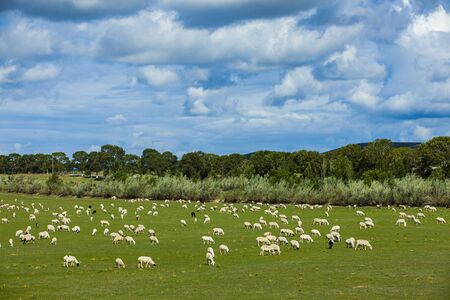 Flock of sheep on grassland under blue sky and white cloudsの写真素材