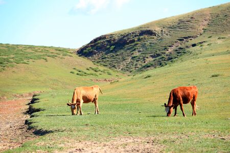 A herd of cattle are eating grass on the grasslandの写真素材
