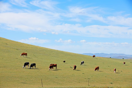 A herd of cattle are eating grass on the grassland