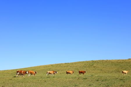 A herd of cattle are eating grass on the grasslandの写真素材