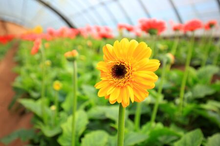 African chrysanthemum blooms in the greenhouseの写真素材