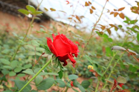 The roses are in the greenhouseの写真素材