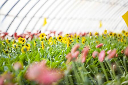 African chrysanthemum blooms in the greenhouseの写真素材
