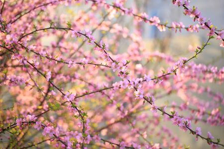 In spring, the plum trees bloom, Peach blossoms in bloomの写真素材
