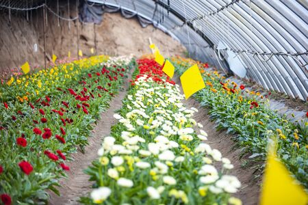 African chrysanthemum blooms in the greenhouseの写真素材