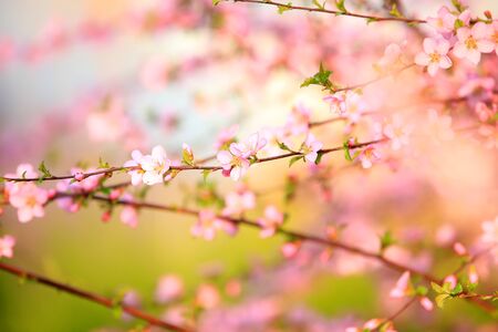 In spring, the plum trees bloom, Peach blossoms in bloomの写真素材