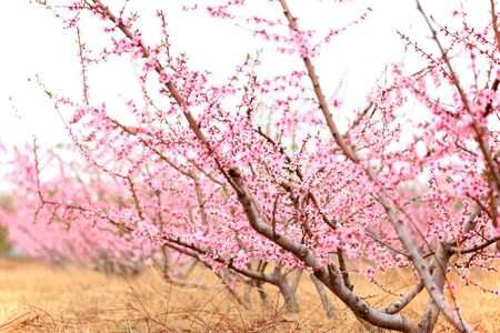 The peach trees blossom in springの写真素材