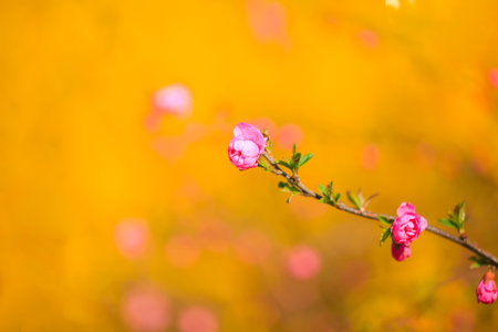 In spring, the plum trees bloom, Peach blossoms in bloom