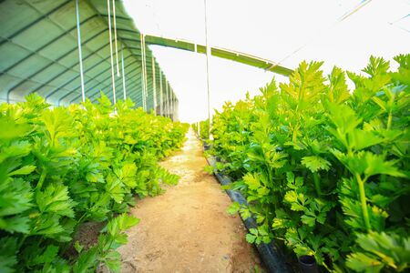 Celery is growing in the greenhouseの写真素材