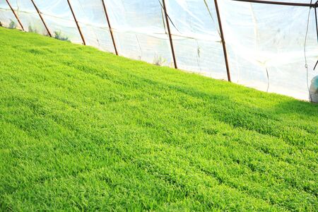 Seedlings of rice in rice fields. oung rice are growing in the paddy fieldの写真素材