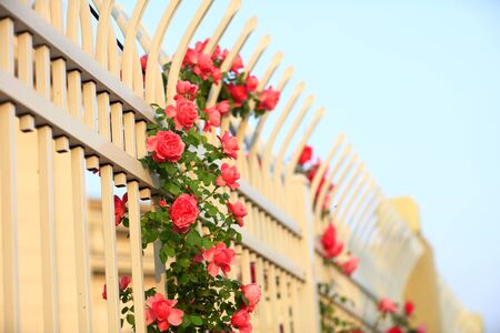 In the summer, The roses are in full bloom, close-upの写真素材