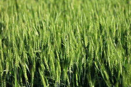 The green wheat fields, growing, full of vitalityの写真素材
