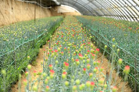 The carnations are in the greenhouseの写真素材