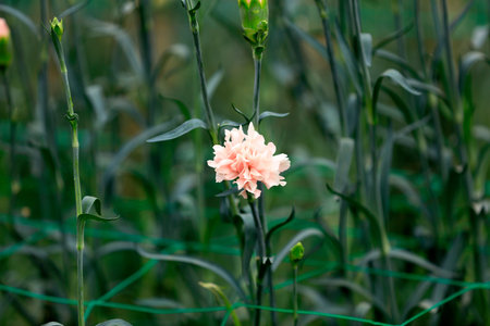 The carnations are in the greenhouseの写真素材
