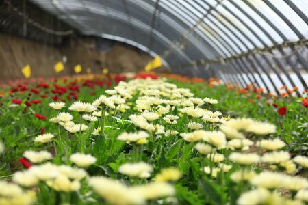 African chrysanthemum blooms in the greenhouseの写真素材
