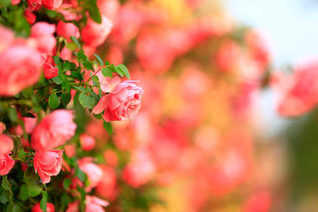 In the summer, The roses are in full bloom, close-up