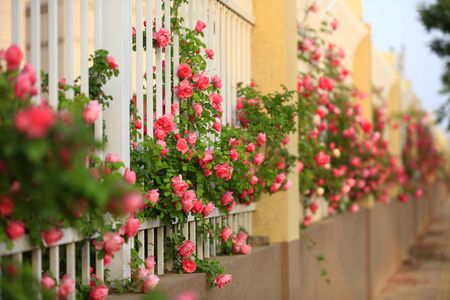 In the summer, The roses are in full bloom, close-upの写真素材