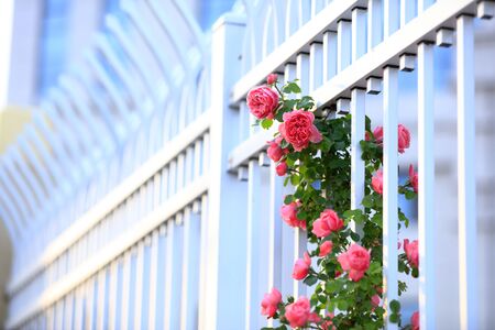 In the summer, The roses are in full bloom, close-upの写真素材