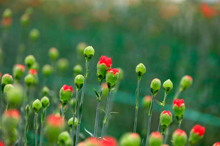 The carnations are in the greenhouseの写真素材
