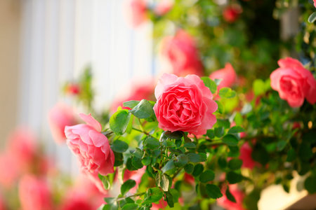 In the summer, The roses are in full bloom, close-upの写真素材